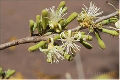 Alangium hexapetalum